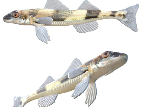 水晶鲈鱼 3D 模型