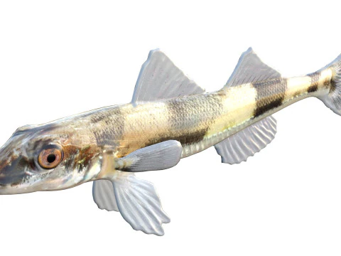 Peixe Darter de Cristal Modelo 3D