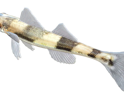 Peixe Darter de Cristal Modelo 3D
