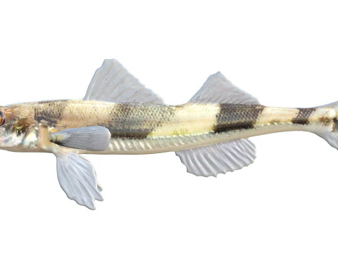 Peixe Darter de Cristal Modelo 3D
