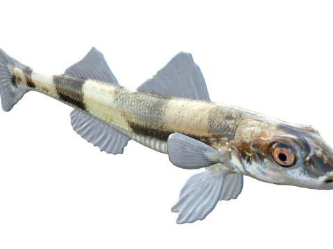 Peixe Darter de Cristal Modelo 3D