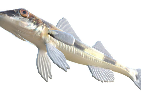 Peixe Darter de Cristal Modelo 3D