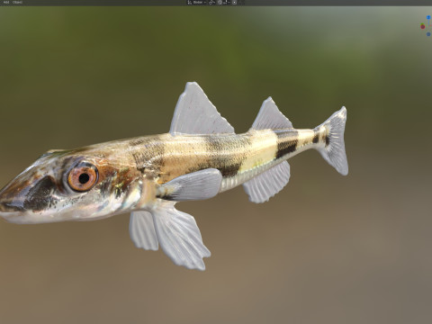 水晶鲈鱼 3D 模型