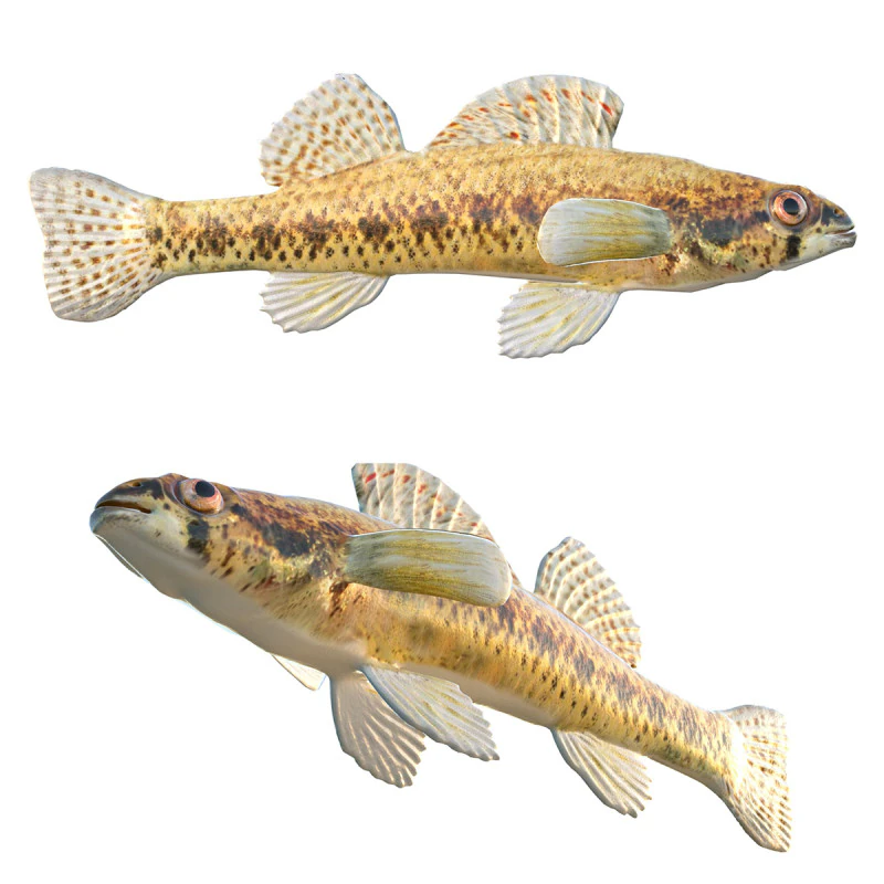 Ryba cyprysowa Darter Model 3D .c4d .max .obj .3ds .fbx .stl .blend 