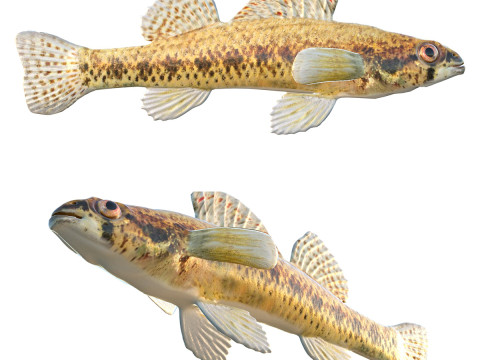 Кипарисовая рыба Дартер 3D Модель