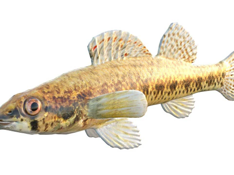 Ryba cyprysowa Darter Model 3D