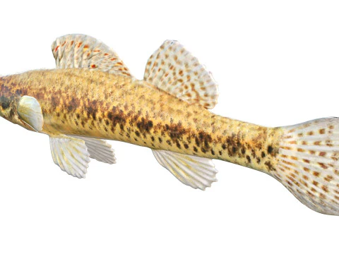 Ryba cyprysowa Darter Model 3D