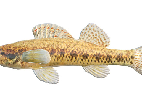 Cipres Darter vis 3D Model