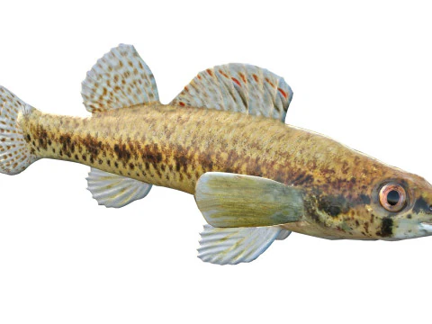 Ryba cyprysowa Darter Model 3D