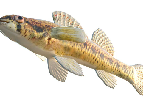 Ryba cyprysowa Darter Model 3D