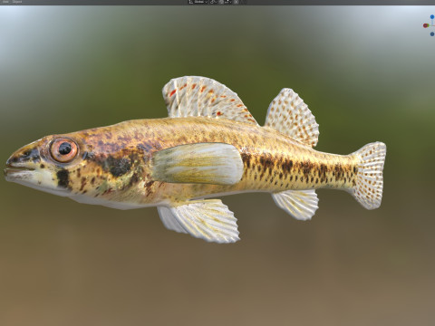 Cipres Darter vis 3D Model