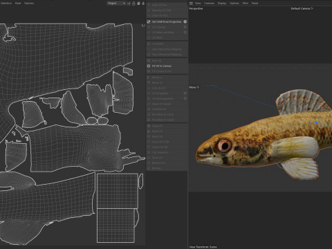 Cipres Darter vis 3D Model