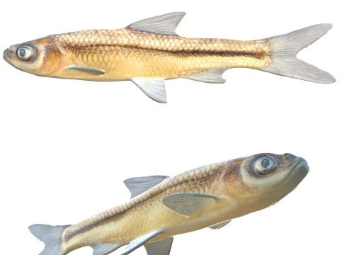 Cipres Witvis 3D Model