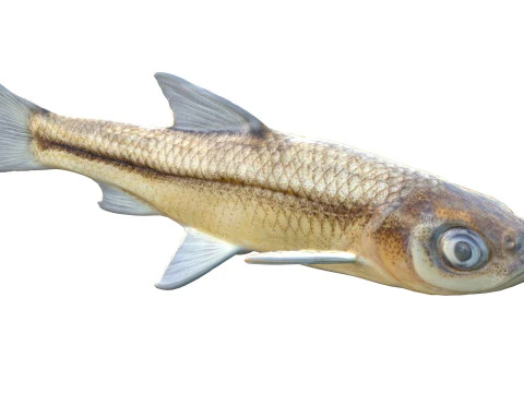 साइप्रस मिनो मछली 3D मॉडल