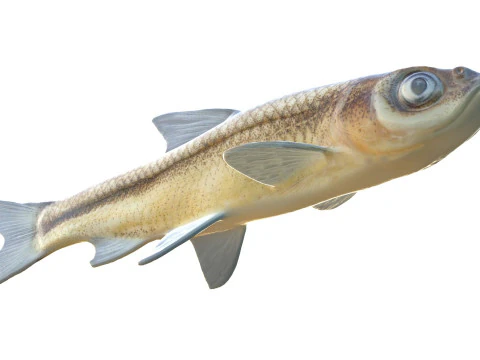 साइप्रस मिनो मछली 3D मॉडल