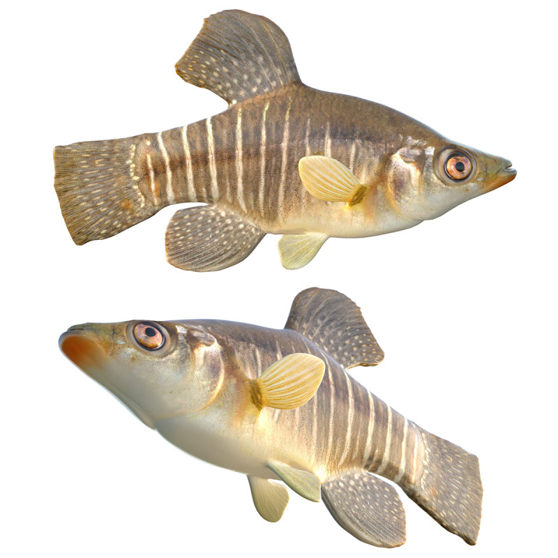 Killifish diamante Modello 3D .c4d .max .obj .3ds .fbx .stl .blend 