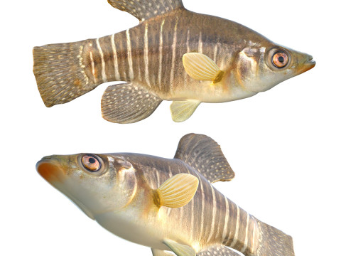 Killifish Diamante Modelo 3D