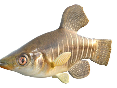 Killifish diamante Modello 3D