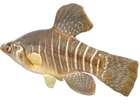 Killifish diamante Modello 3D