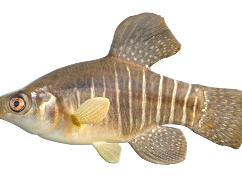 Killifish diamante Modello 3D