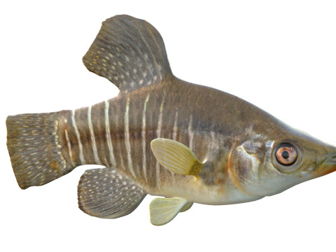 Killifish diamante Modello 3D
