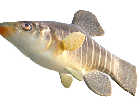 Killifish diamante Modello 3D