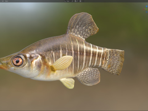 Killifish diamante Modello 3D