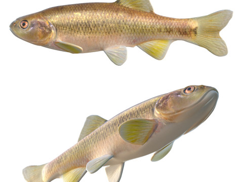 Dixie kopvoorn vis 3D Model