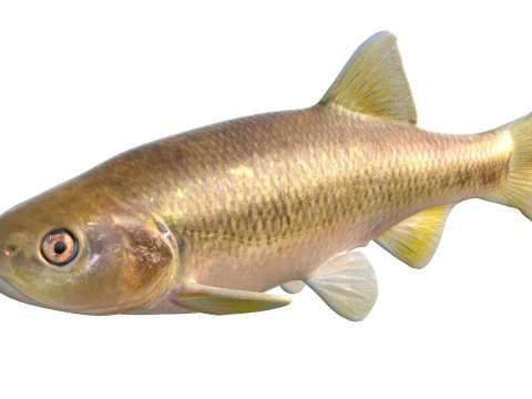 Pesce Dixie Cavedano Modello 3D