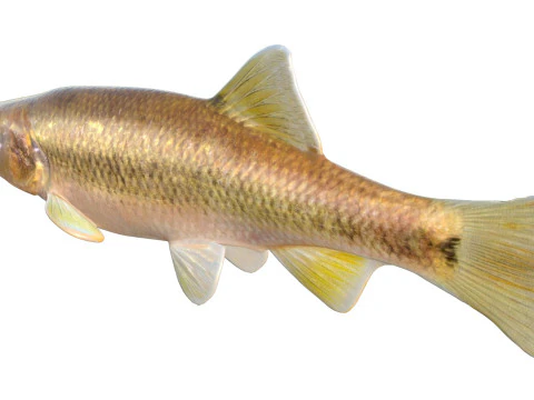 Pesce Dixie Cavedano Modello 3D