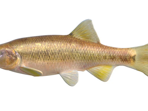 Pesce Dixie Cavedano Modello 3D