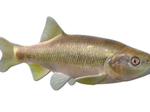 Pesce Dixie Cavedano Modello 3D