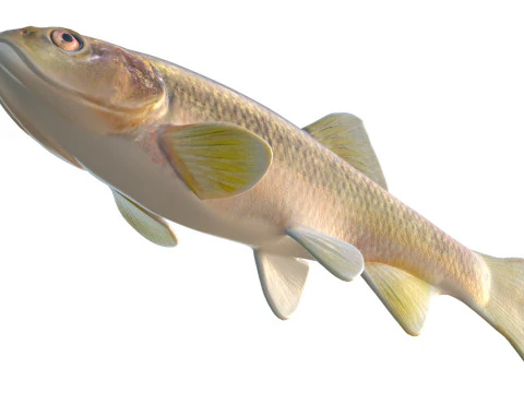 Pesce Dixie Cavedano Modello 3D