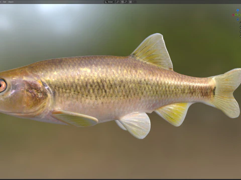 Pesce Dixie Cavedano Modello 3D