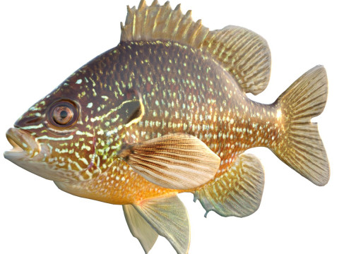 Долларовая рыба-луна 3D Модель