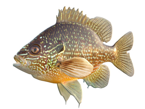 美元翻车鱼 3D 模型