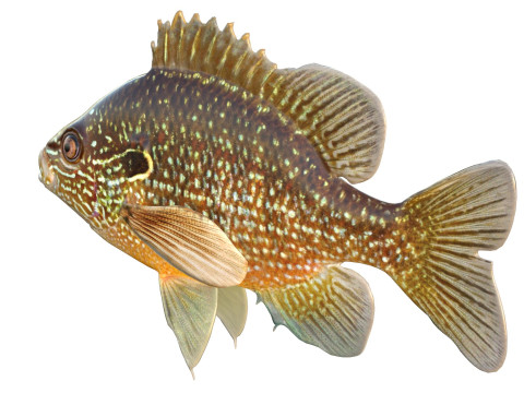 美元翻车鱼 3D 模型