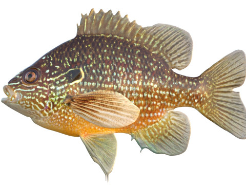 美元翻车鱼 3D 模型