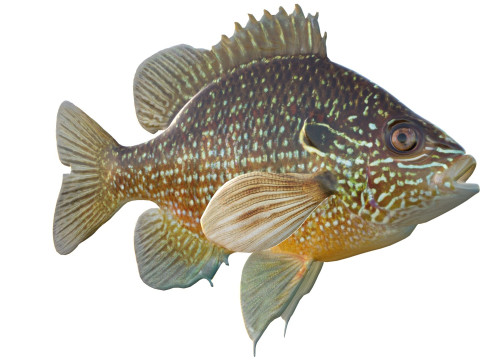 美元翻车鱼 3D 模型