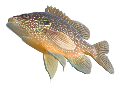 美元翻车鱼 3D 模型