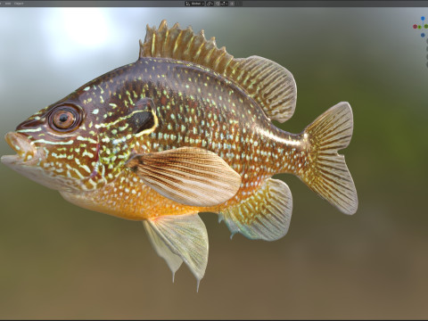 美元翻车鱼 3D 模型