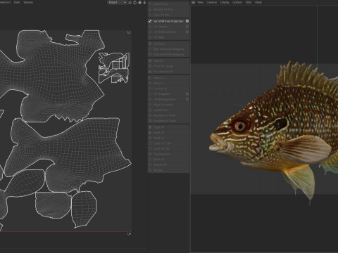 美元翻车鱼 3D 模型