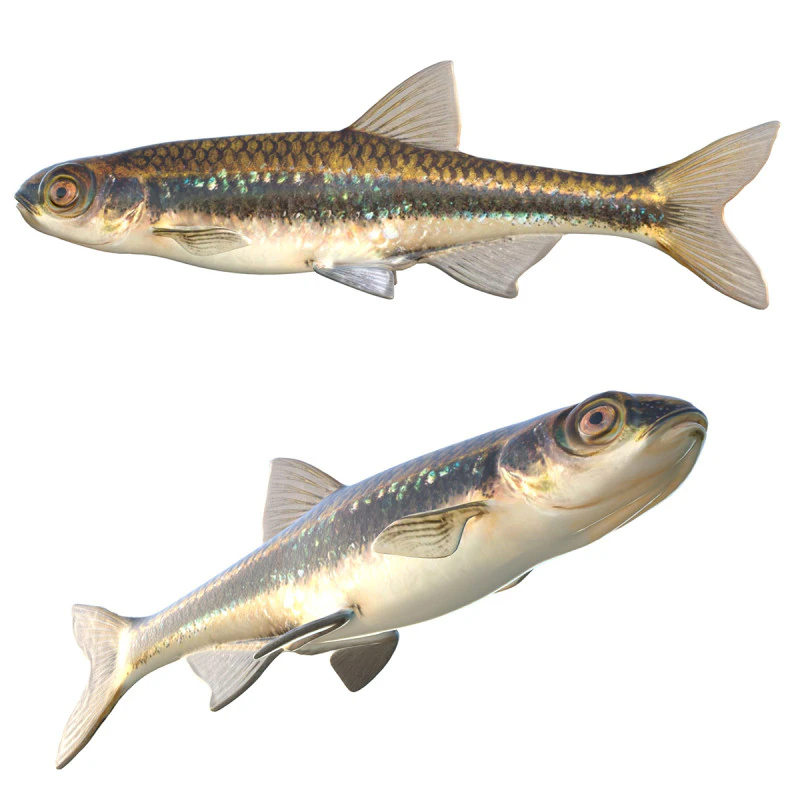 Dusky Shiner fish 3D Model .c4d .max .obj .3ds .fbx .stl .blend 