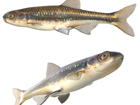 Dusky Shiner fish 3D Model