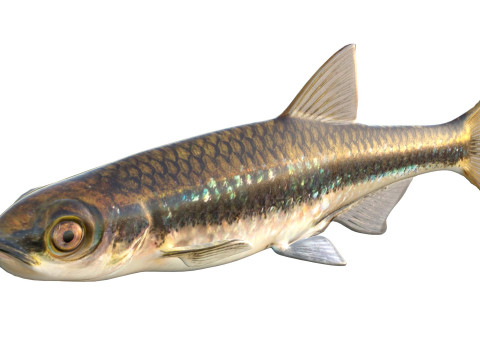 Pesce Shiner scuro Modello 3D