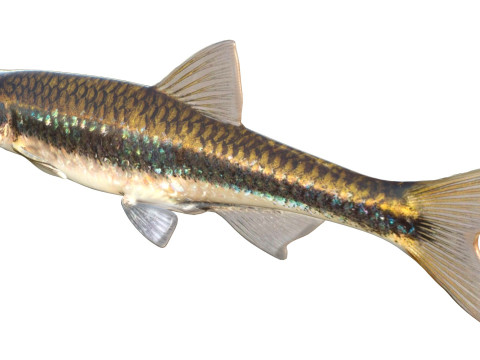 Pesce Shiner scuro Modello 3D