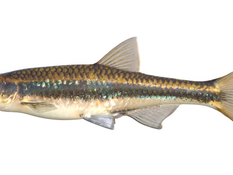 Pesce Shiner scuro Modello 3D