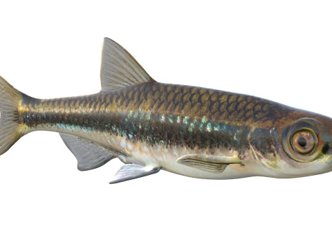 Pesce Shiner scuro Modello 3D