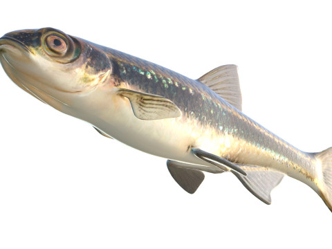 Pesce Shiner scuro Modello 3D