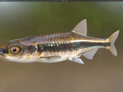 Pesce Shiner scuro Modello 3D
